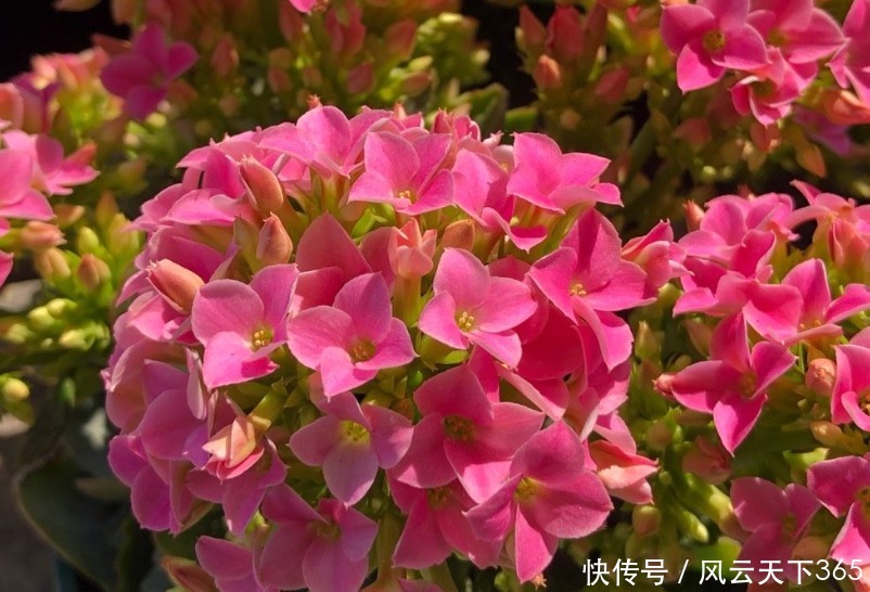 5月养长寿花,做好2件事,12月枝头满花苞,2年变老桩