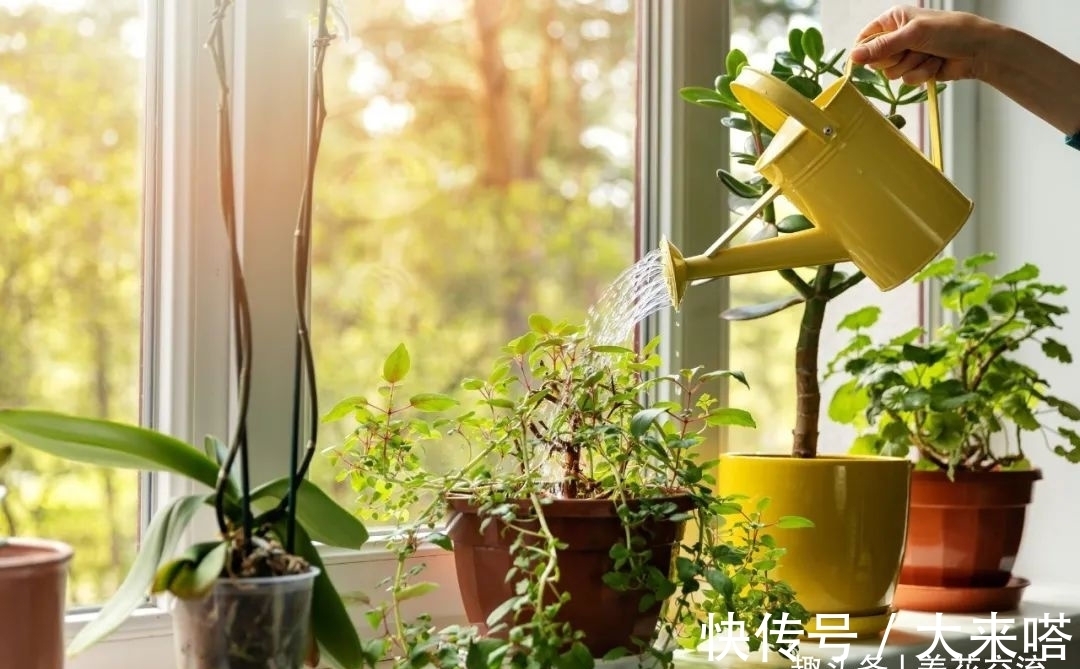 如何正确给室内植物浇水?掌握11个浇水技巧,你也能变园艺高手
