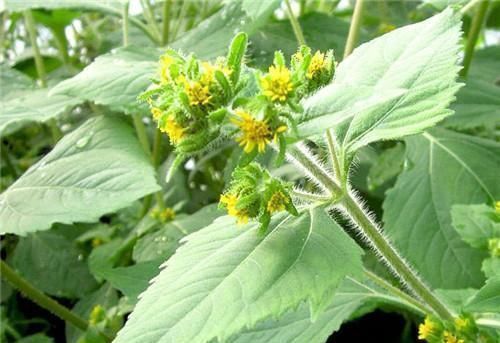 农村长|农村长的“粘糊菜”，专治风湿关节炎，多数人都不了解