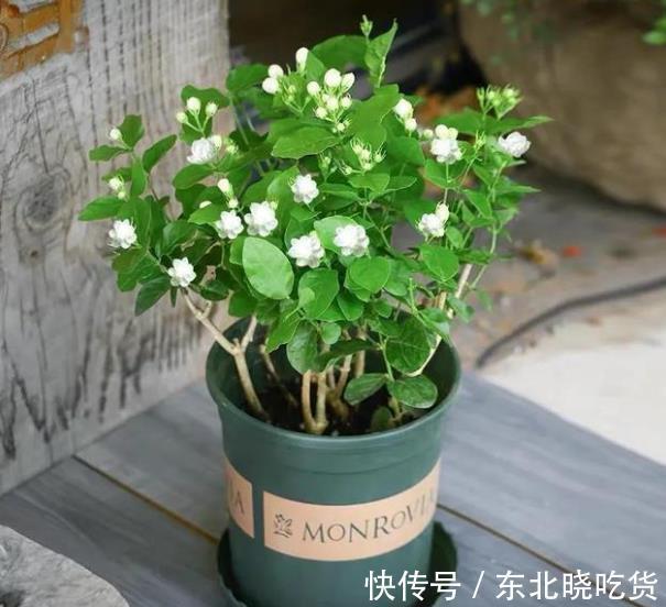 立冬前养茉莉花,3件事不能偷懒,做好了安全过冬,来年花开满枝