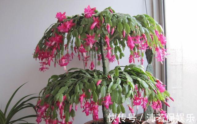 肥水|秋季养“蟹爪兰”，10天浇1碗肥水，开花多3倍，花朵大、花色艳