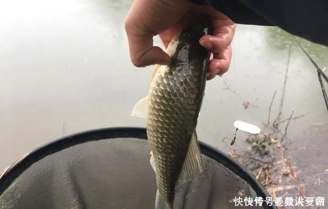 饵料里面加把米，诱鱼留鱼两不误，这一招在野钓百试不爽