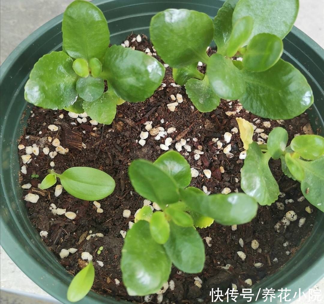 成活率|秋天凉爽了，扦插4种花，枝条插土里就生根