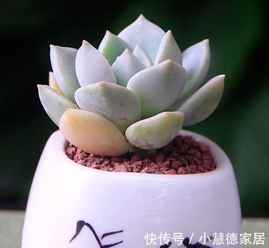 管它多肉普货还是贵货,能养出高颜值就是好货