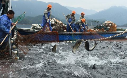  千岛湖|千岛湖上演巨网捕鱼 场面壮观