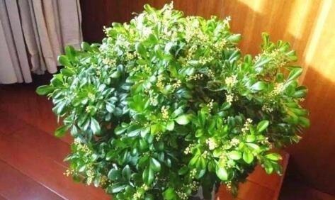 板结|浇花就用“1种水”,啥花都能用,比黄豆水、淘米水强100倍,养根