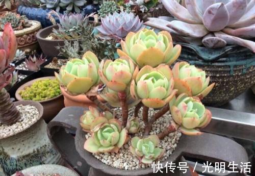 碧桃|夏天老花匠都爱养的碧桃多肉，颜值高叶肥厚，皮实好养适合新手