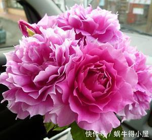 庆典|4种浓香型月季,好养好看又抗病,养一株清香四溢,我就养了6棵