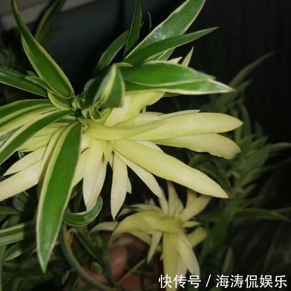 绿萝、吊兰变异了这些品种，你未必都见过！