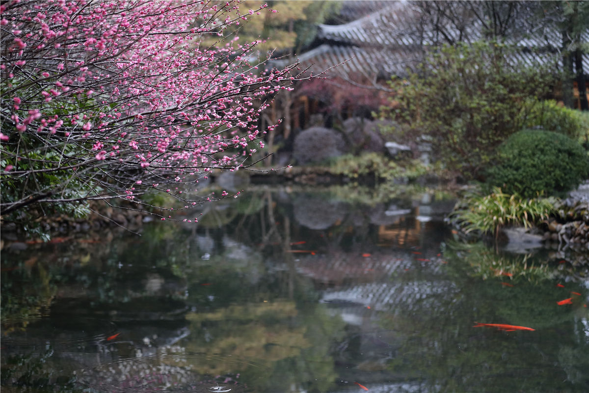 梅花|5A级景区——开化根宫佛国文化旅游区的千年梅花开啦！等你来寻芳~