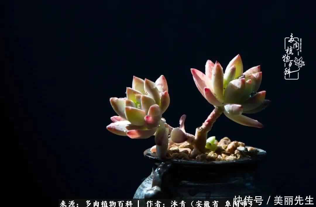 多肉——入了我的时光画卷!