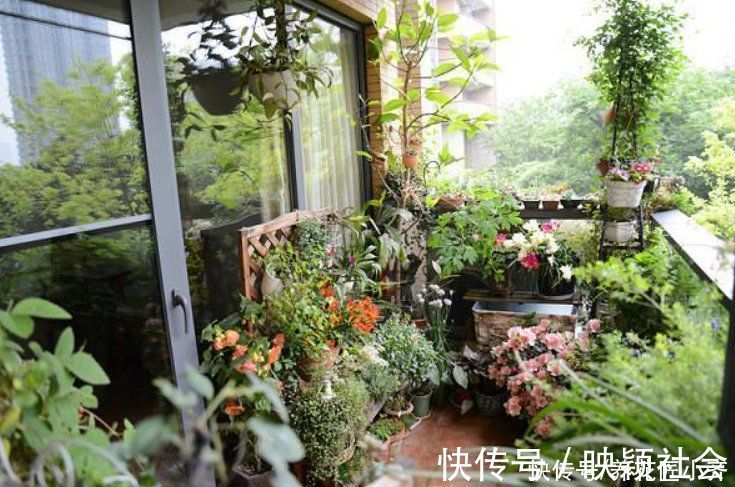 忌讳|养花忌讳“3种肥”,乱用不好,避免以后就不再黄叶,不用再发愁