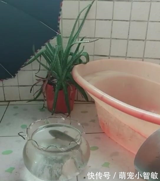 这鱼带回家后才明白为什么能在路边捡到它, 网友 这鱼叫六眼飞鱼