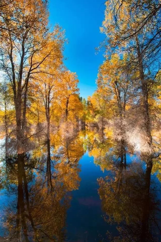  胡杨|原创诗朗诵：胡杨礼赞