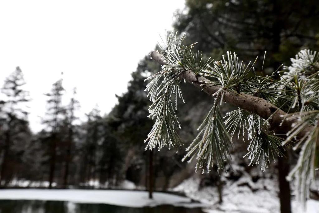 地方|汶川下雪了！这些地方，你最想去哪个？