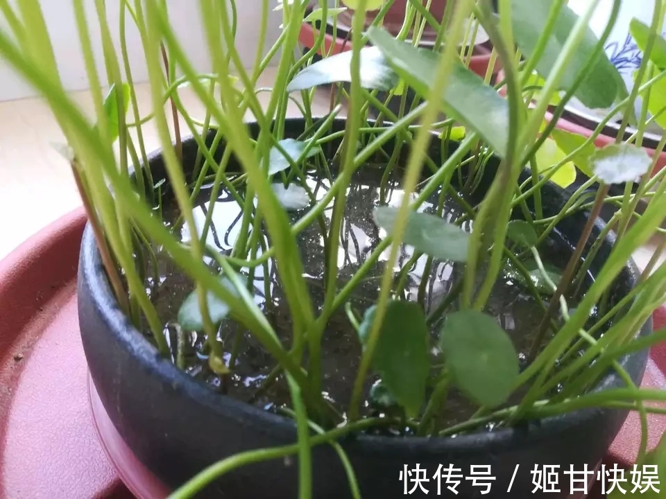 铜钱草又黄又乱糟糟的该怎么养剃头半土加半水，一个月再次爆盆