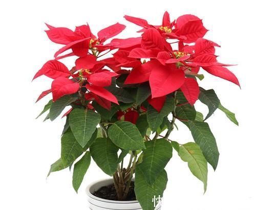 8种花一到过年就开花 现在养正是好时候 花开灿烂 寓意吉祥 粉紫色