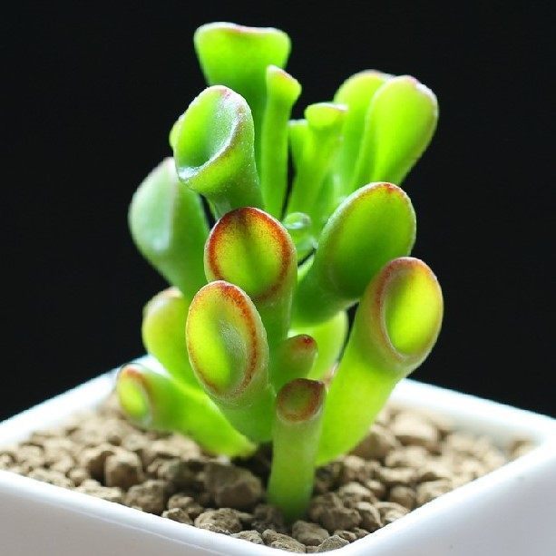 多肉植物|观赏价值高又好养的盆栽多肉植物,太阳一晒就变颜色!