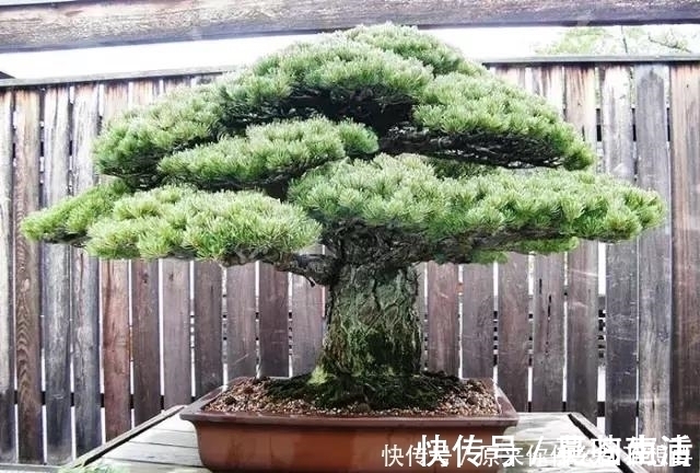 盆景|世界上又一奢侈品《盆栽》一盆就是一座房子!