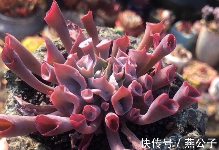 命名|2款以外形命名的多肉,都是非常冷门的品种,曾经可是大贵货