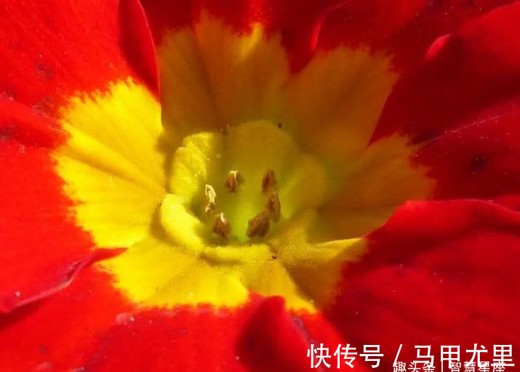 桃花|近期内，缘分与桃花打破常规，真爱来临，有幸再次牵手的4大生肖