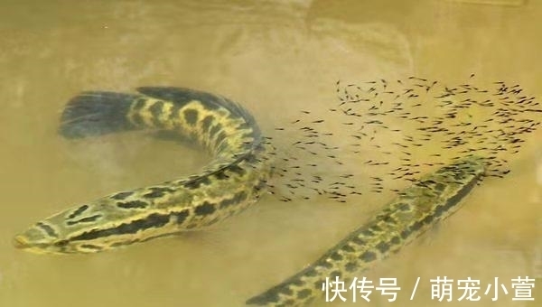 概念|黑色的观赏鱼，和黑鱼不是一个概念，养到最高级别的雷龙鱼很昂贵