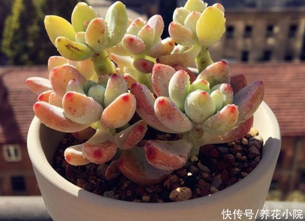 天气暖和了，把多肉搬出来晒晒太阳，叶色绚丽多姿，观赏性强