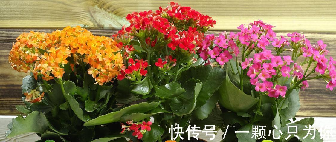 冬季长寿花容易被冻伤,做好这几点养护,花开不断叶片翠绿有光泽