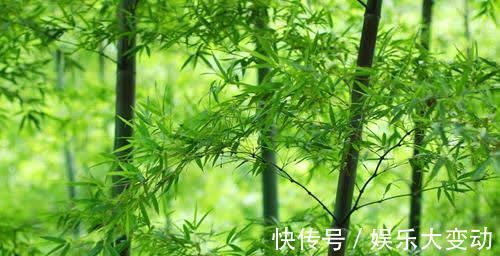 雪生|唯愿世人生竹品,明月清风做故都