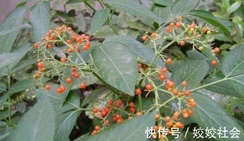 关节炎|乡下的这种野草,被誉为“接骨草”,专治骨折,颈椎病关节炎