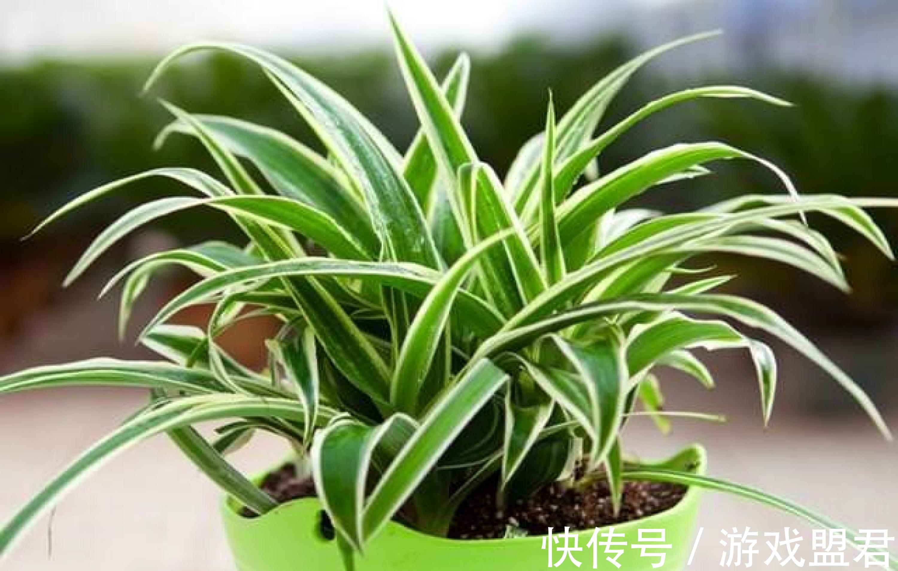 特爱“吃土”的8种花,该换盆时就换盆,别偷懒