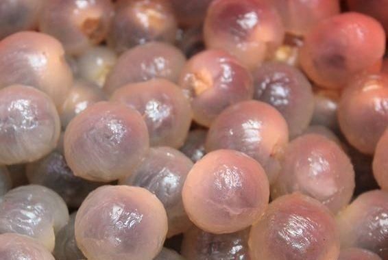 道你有没|剥皮后变“兄弟”的3种水果,都能分清的,估计不是果农就是吃货