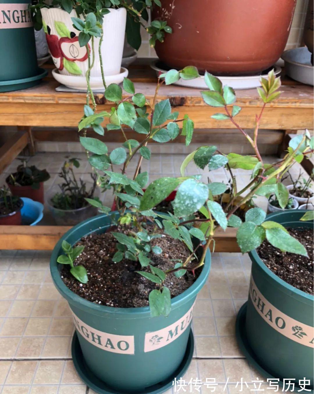 缺德商贩,把“绿化草”包装成“进口花”来卖,上当的人真不少