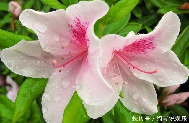 杜鹃花夏天不开花，注意这两点，盆景养得极美