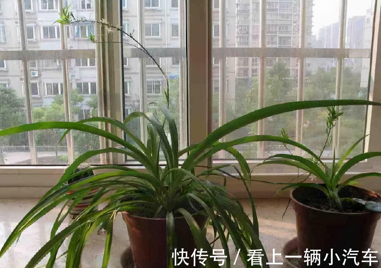 隔3天喷一点制作溶液,富贵竹绿萝吊兰疯长,开花不止