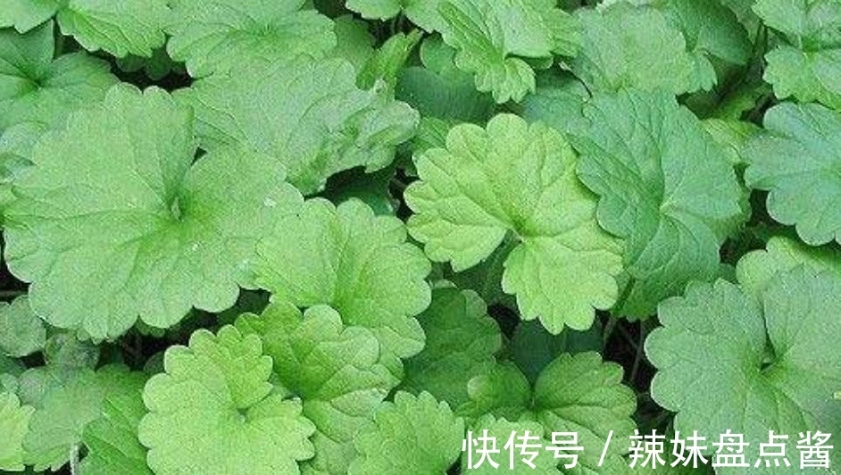 活血丹|这种野草叫做活血丹,农村老人也叫它透骨风,你们知道有啥价值吗