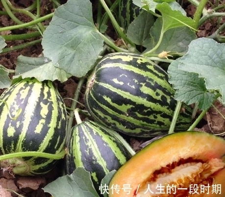 排毒养颜|聪明人最爱吃3种食物,排毒养颜、滋补身体,好处多多!