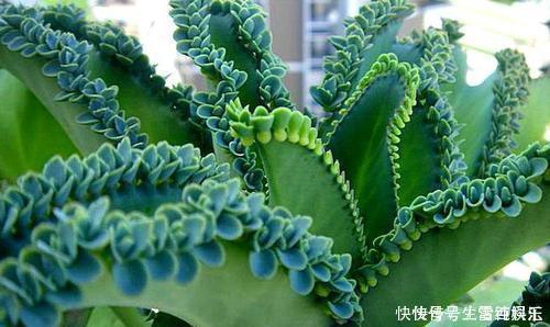 邻居|她只养一种多肉植物,一年一盆变10盆,邻居看了都羡慕