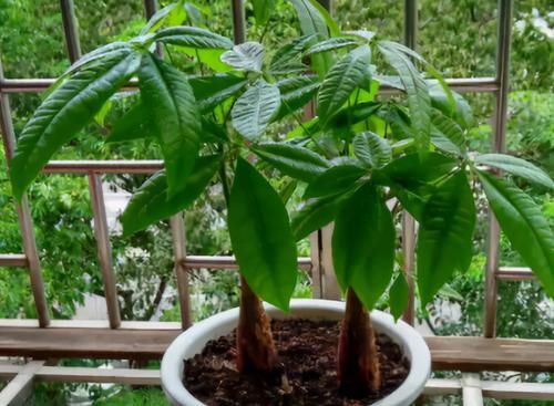 发财树烂根、叶片枯黄耷拉，养花人别灰心，调整这2点就好了