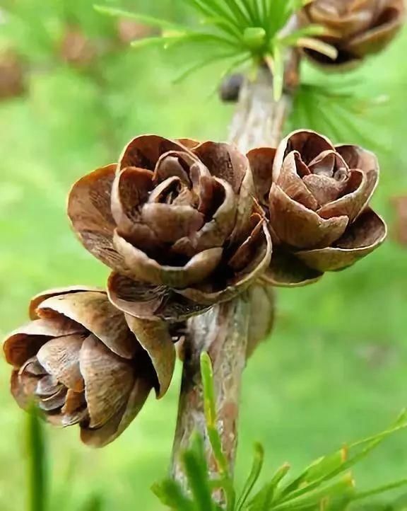  太美|松树开花，见过吗？太美了！