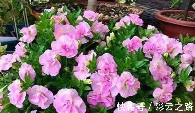 4种花超漂亮,个个美出状态,花开就爆盆,漂亮又好养!