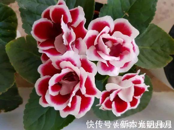 金钱树|养8种花,别花“冤枉钱”,掐1片叶子“扔土里”,几天就生根