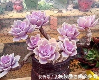 10款紫色系多肉,高贵梦幻,养一盆“紫气东来”,总有你喜欢的!