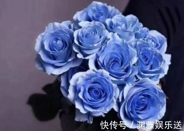 喜欢玫瑰,不如养“玫瑰精品”冰雪皇后,冰清玉洁,清新明快好养