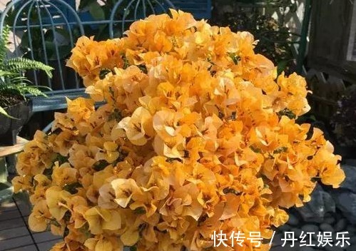 光照|养花就养这种惊艳的,花开之际,苞片姹紫嫣红,养在阳台,美爆了