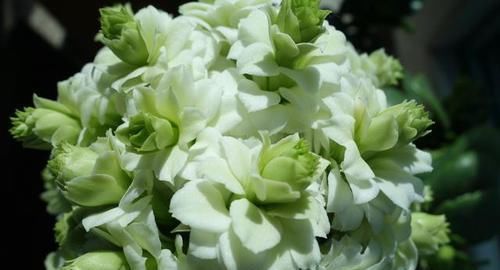 最有仙气的花卉,号称爆盆小能手,花名浪漫,花色珍稀,四季开花