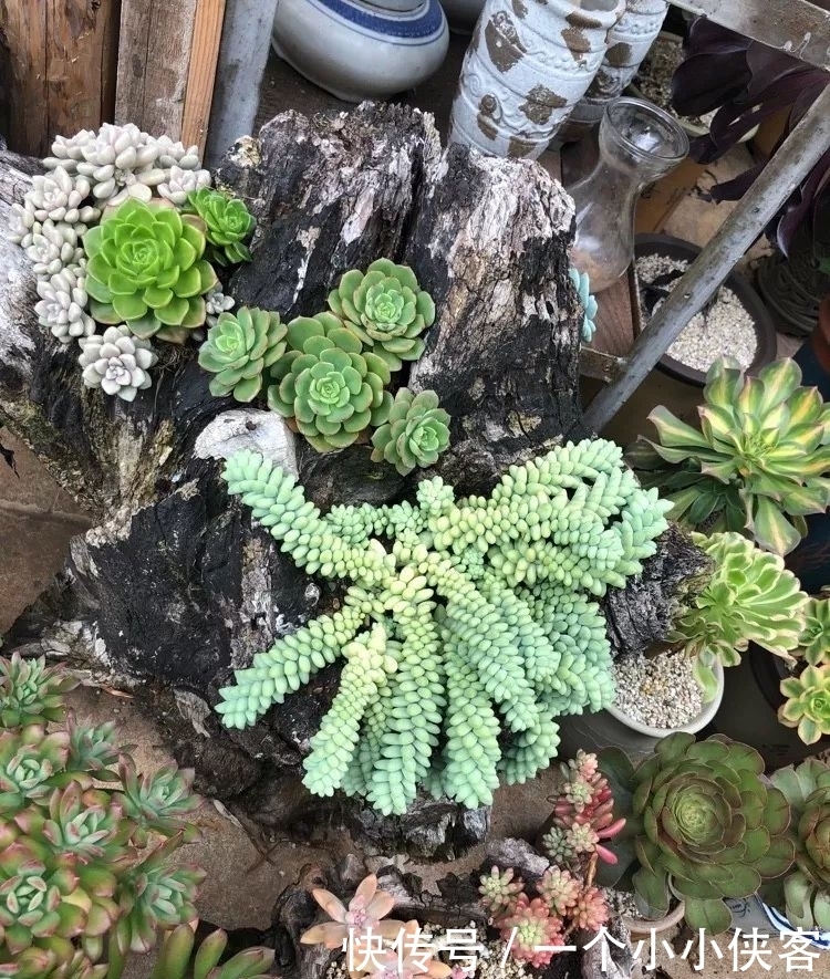 多肉盆栽:强迫症养多肉,必须整整齐齐,一颗也不能乱