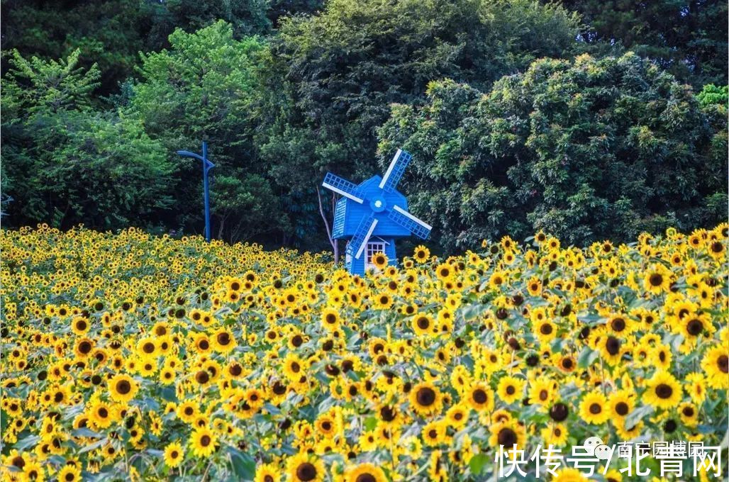 八桂|八桂秋花次第开，风卷一日香漫城