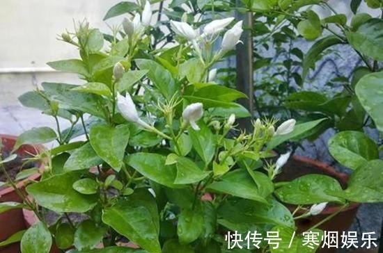 植株|厨房一种的养花宝,比柳树皮都易得,效果不比柳树皮差