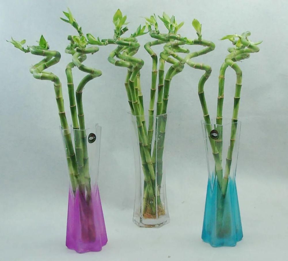 立春后，家里养上这3种植物，寓意特别好~快试试~